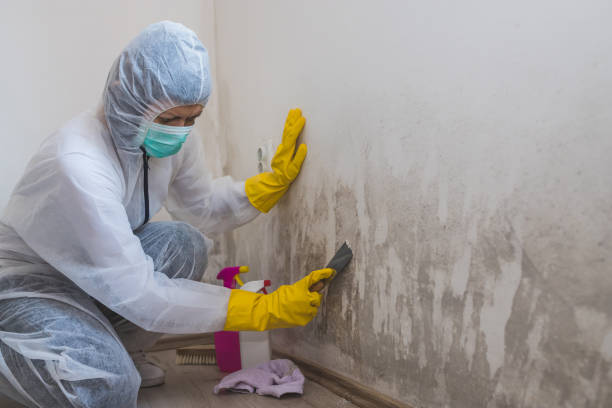 Best Insurance-Related Mold Remediation in Hoschton, GA