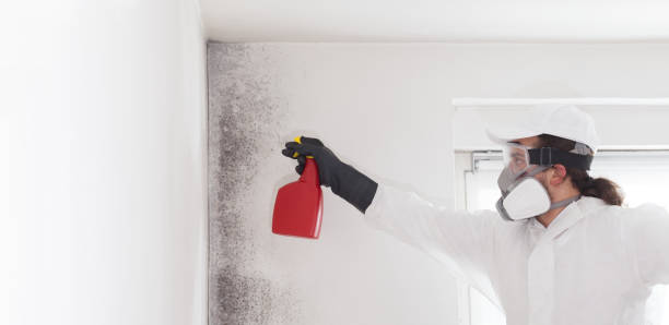 Best Attic Mold Remediation in Hoschton, GA