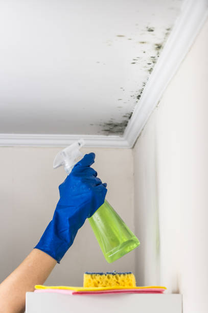 Best Bathroom Mold Remediation in Hoschton, GA
